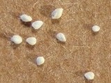 Foraminifera